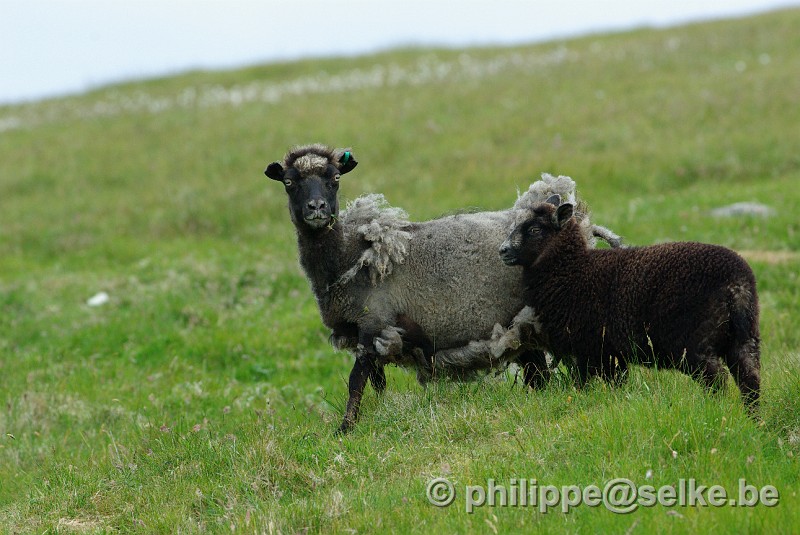 IMGP1357.JPG - moutons - Burravoe, Yell, Shetland (UK)